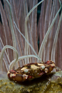 Anemone Crab by Tony Cherbas 